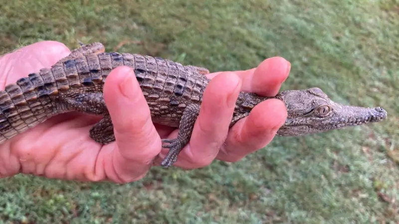 Encountering a Baby Crocodile in a Dream