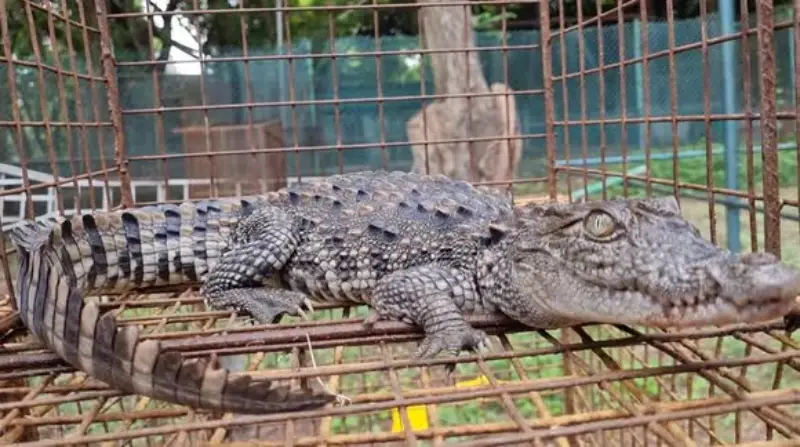 caged crocodile in dream