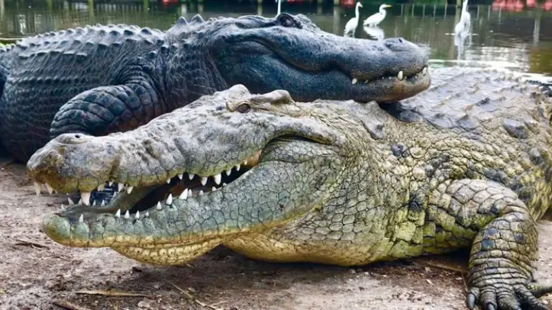 Pair of crocodile in a dream 