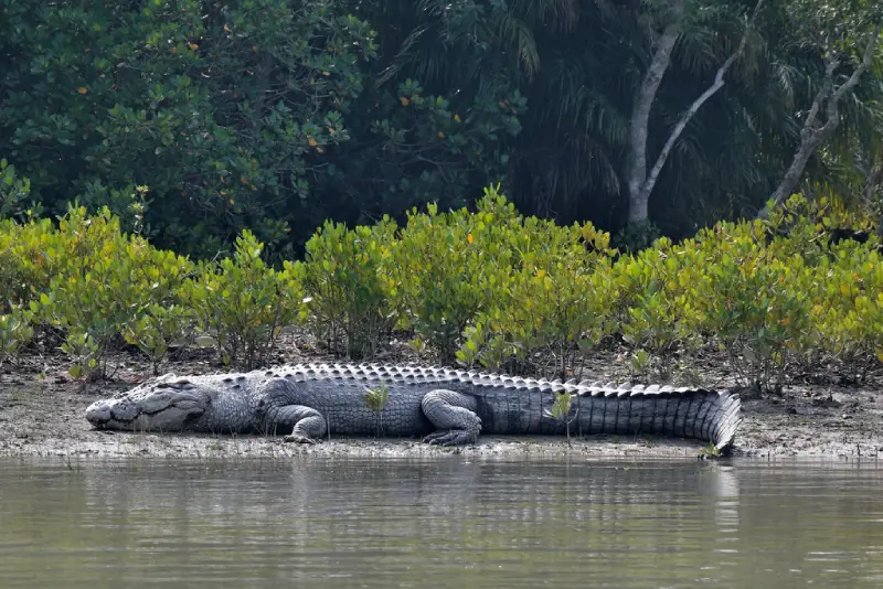 Seeing crocodiles along the riverbanks