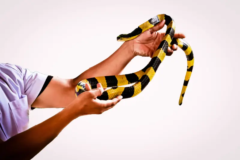 A person holding snake crawling on hand