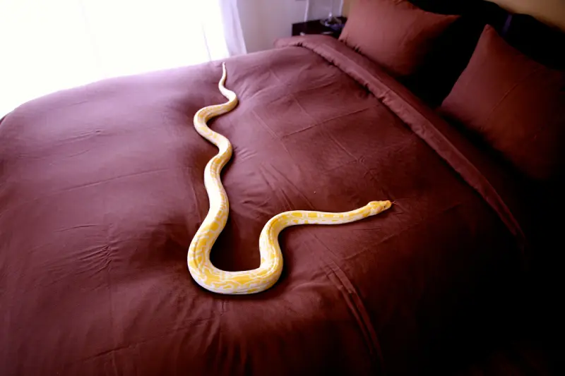 A snake lying on bed
