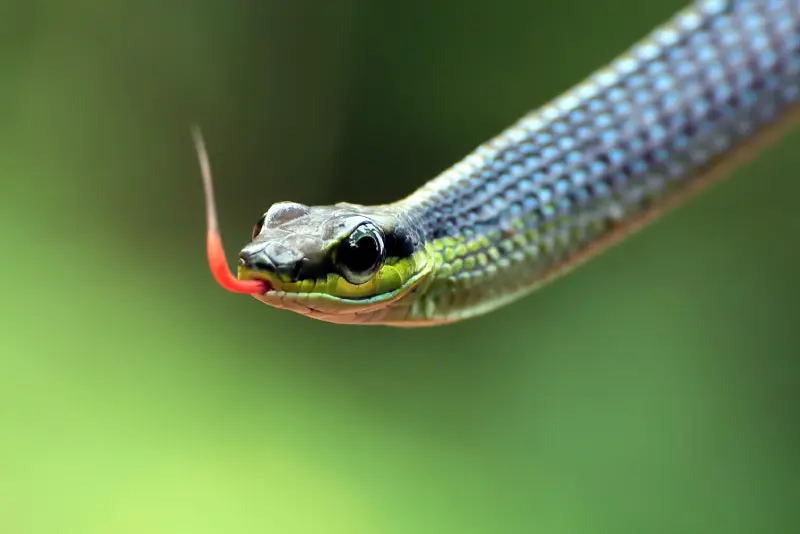 A snake preparing to bite